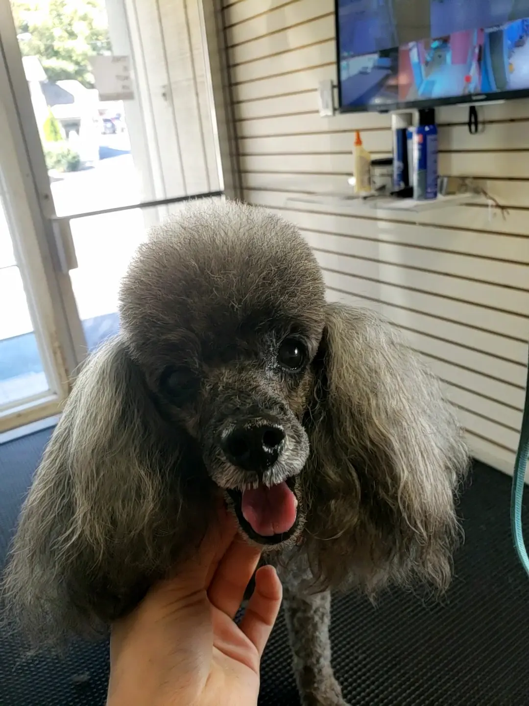 Dog groomed at Snip Happens