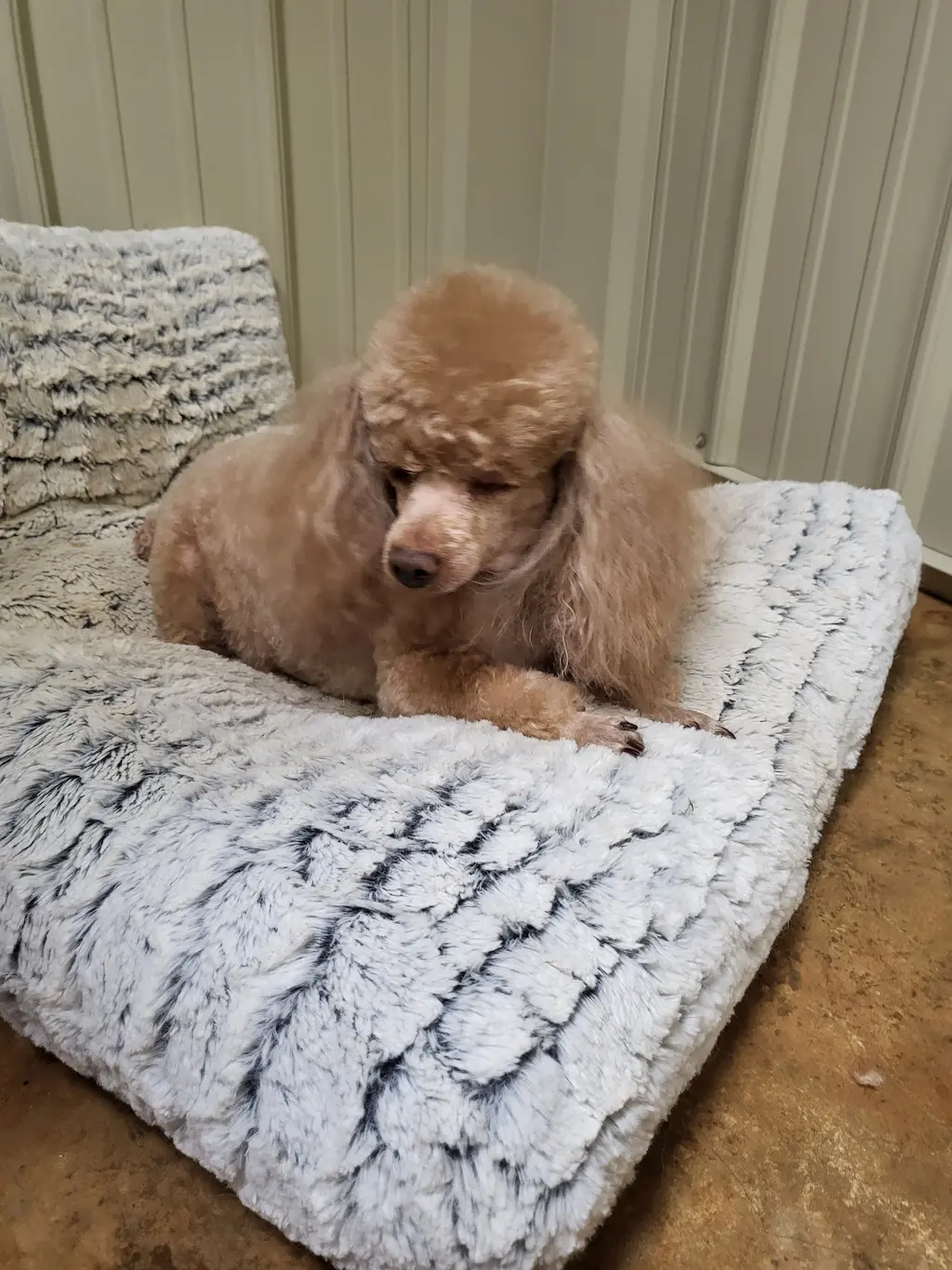 Dog groomed at Snip Happens