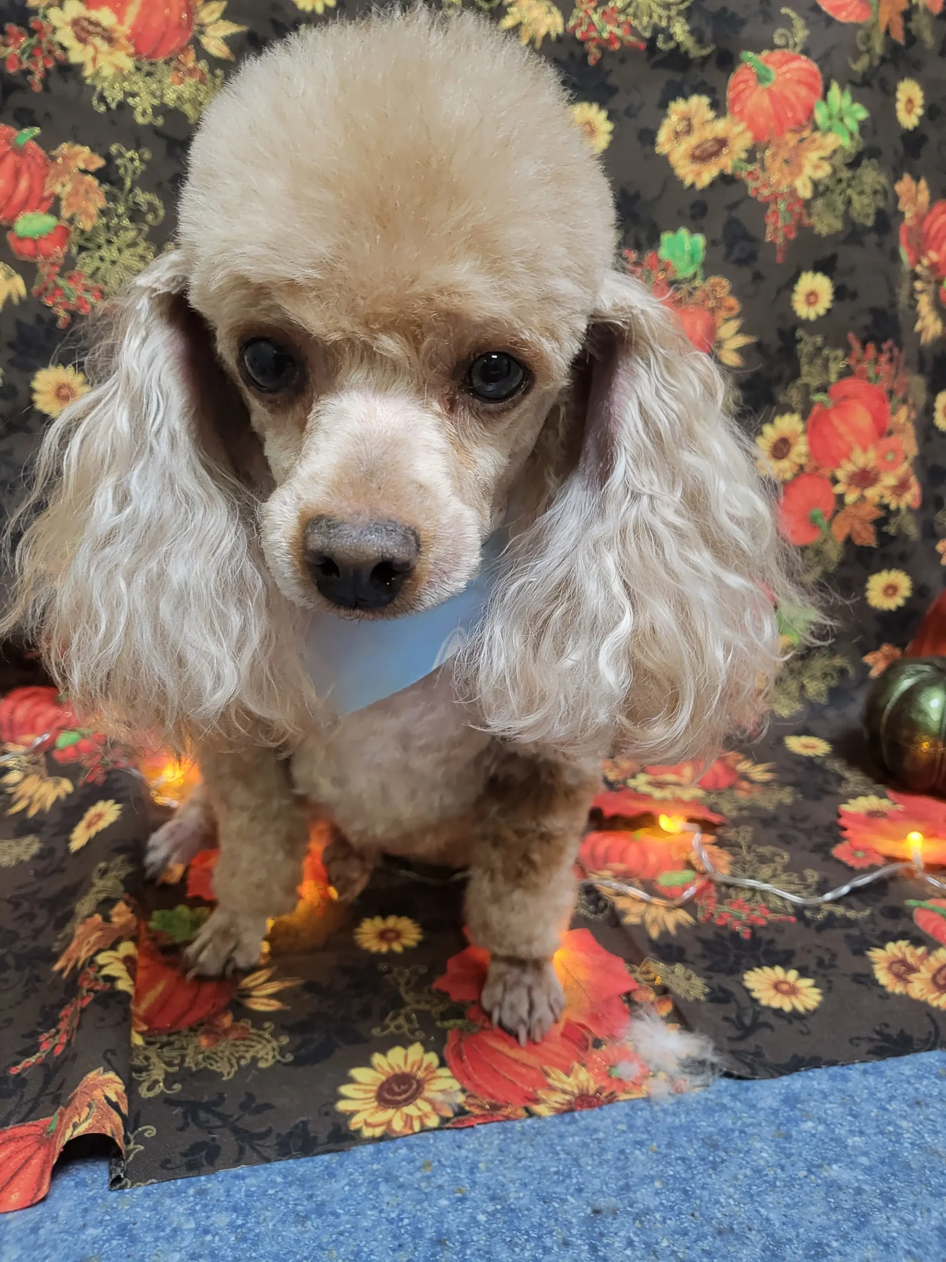 Dog groomed at Snip Happens